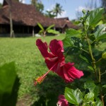 india-kerala-kochi-cochin-vaamika-island-new-1