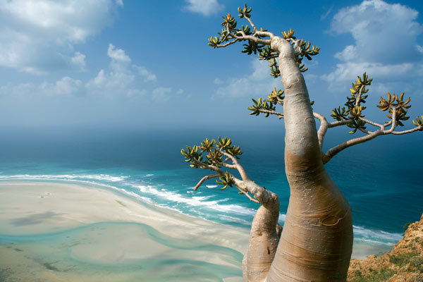 Triptorial: Socotra Island, Yemen