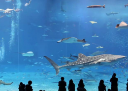 Kuroshio Sea: The World’s 2nd Largest Aquarium!