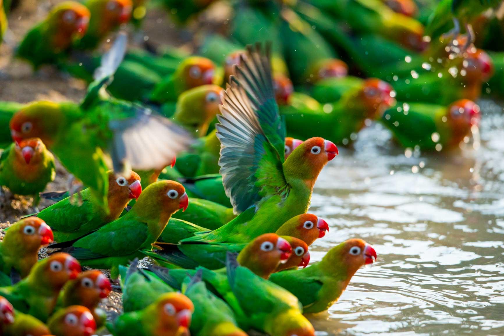 The Birds Of Zambia Will Take Your Breath Away